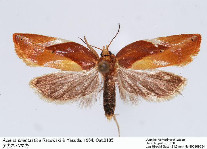 Acleris_phantastica_800809554.jpg